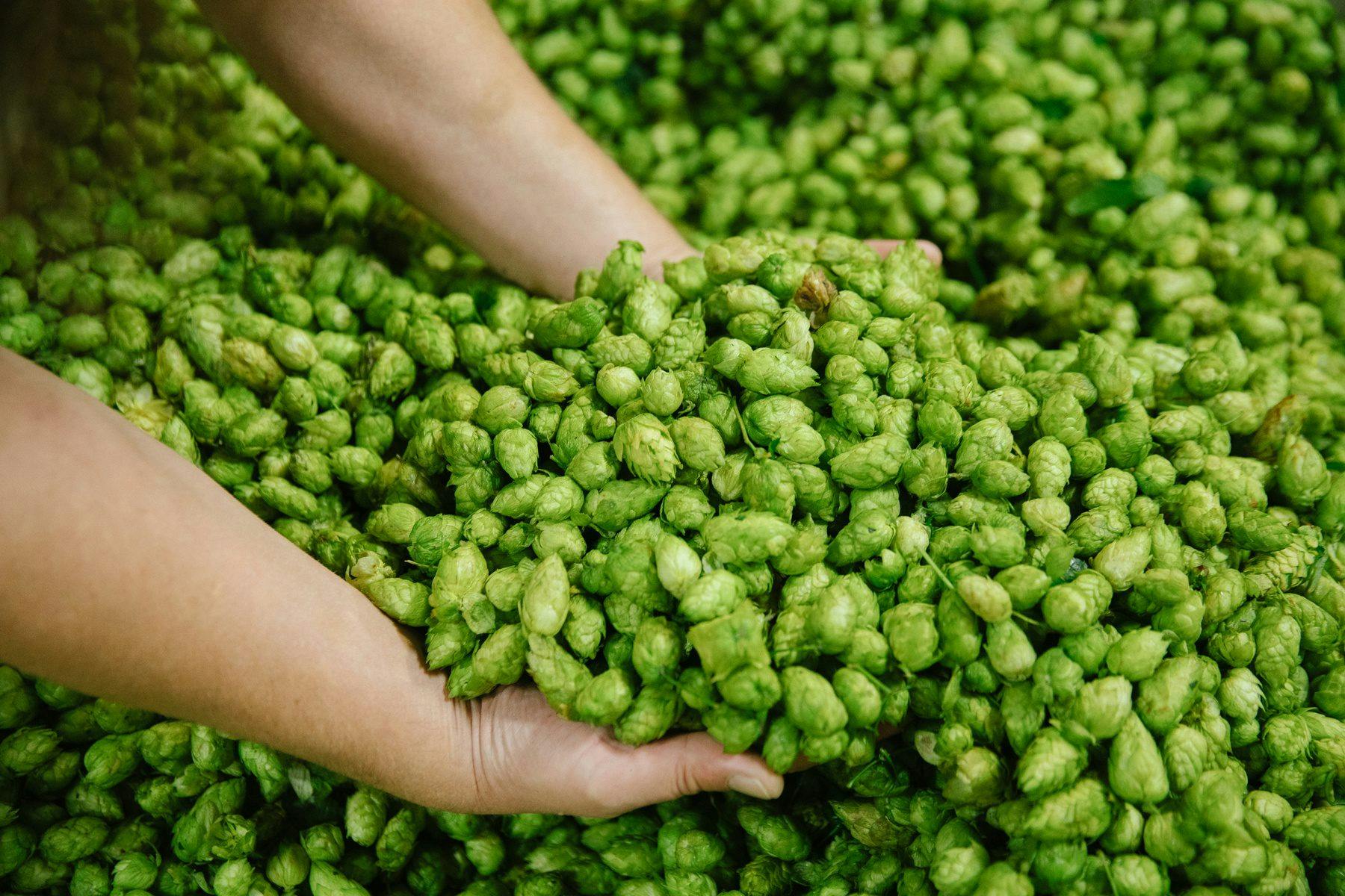 Two hands reaching into a large pile of freshly harvested hops at Sierra Nevada